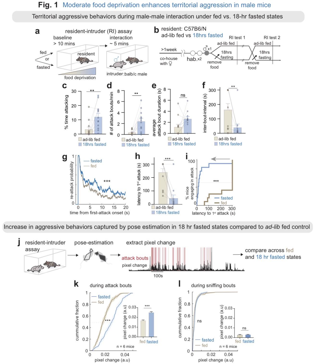 Fig. 1 | Moderate food deprivation enhances aggression in male mice.