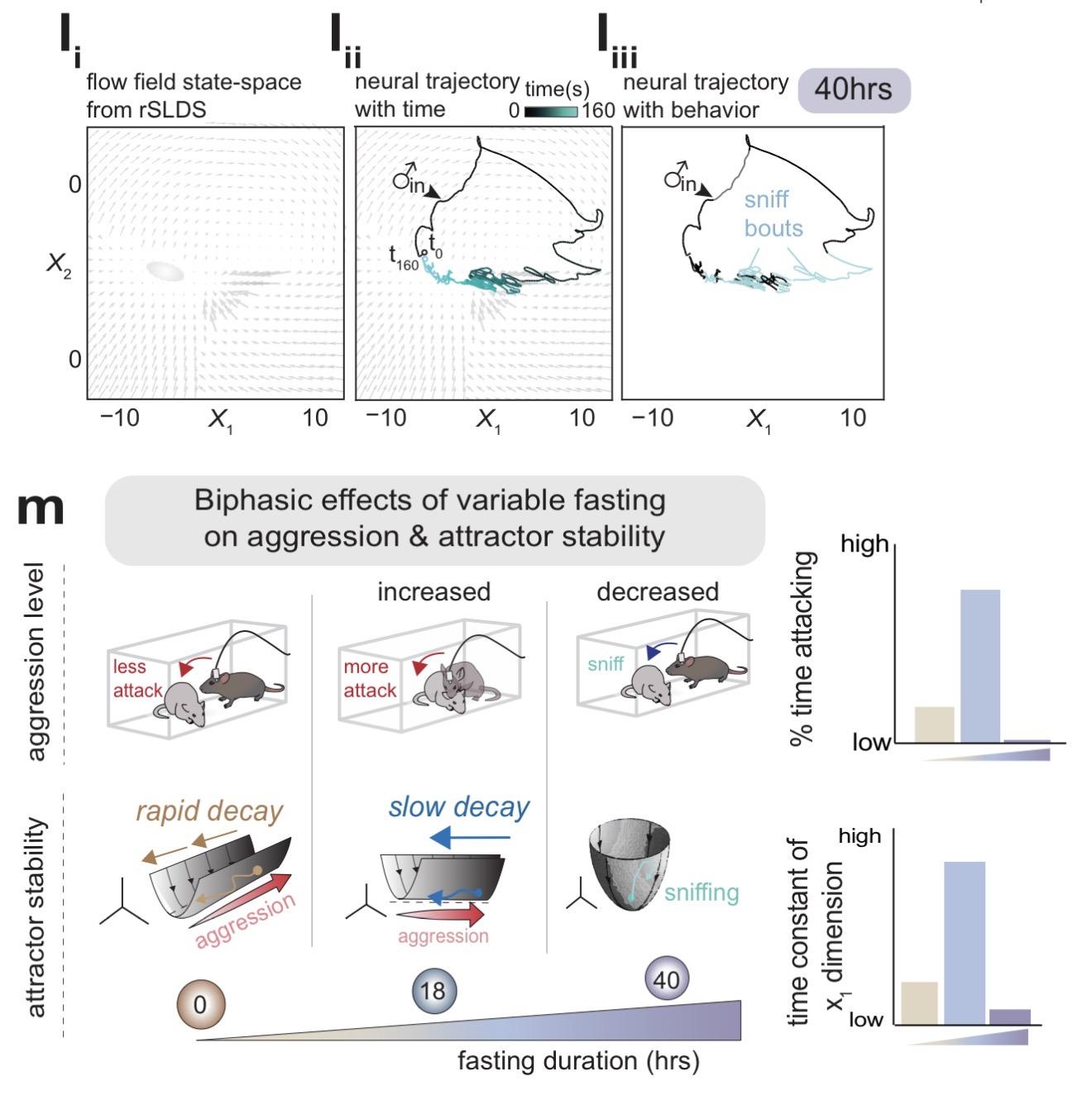 Fig. 3 | Prolonged fasting duration reveals biphasic effects on aggression and stability of VMHvlEsr1 attractor dynamics.