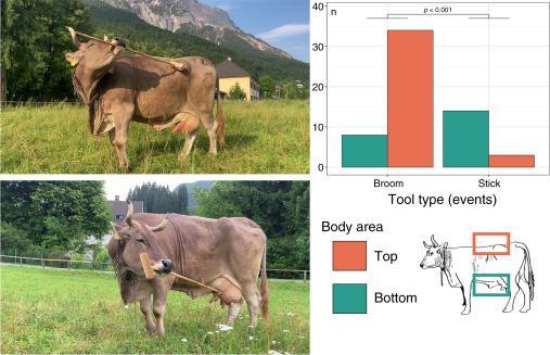 A cow using a broom to scratch herself, with diagrams showing that she's scratching her top half more than her bottom half.