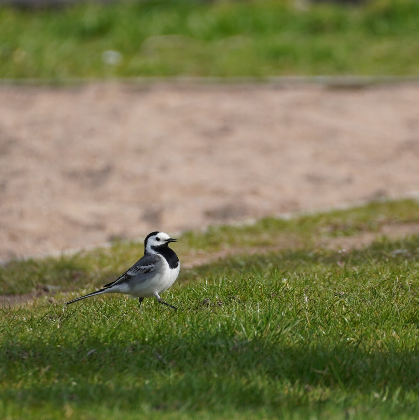 A small black, grey, white bird walking across grass. There's sand in the midground.