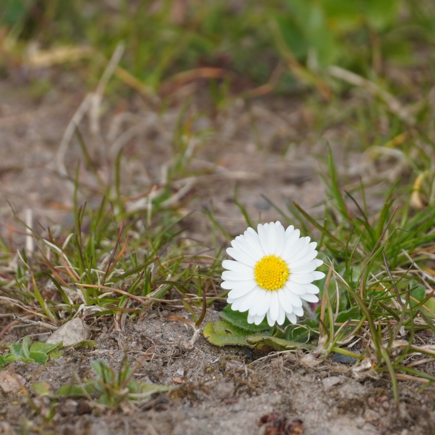 A small white flower with yellow middle, growing in dirt/grass.