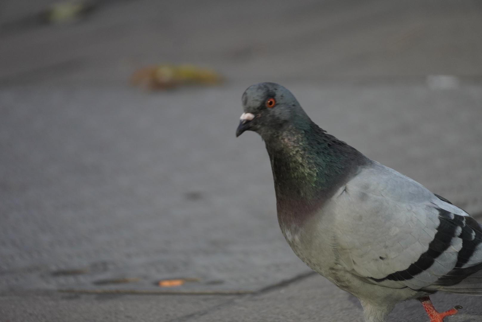 Pigeon giving a "so what" look..