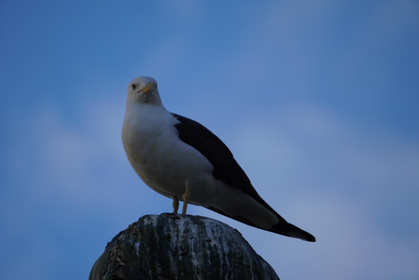 A grown up gull type bird on a statue