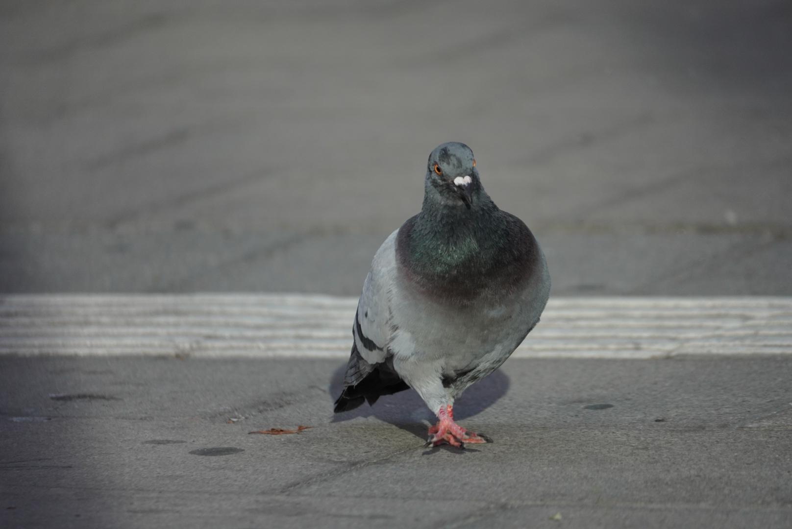 Pigeon strutting about