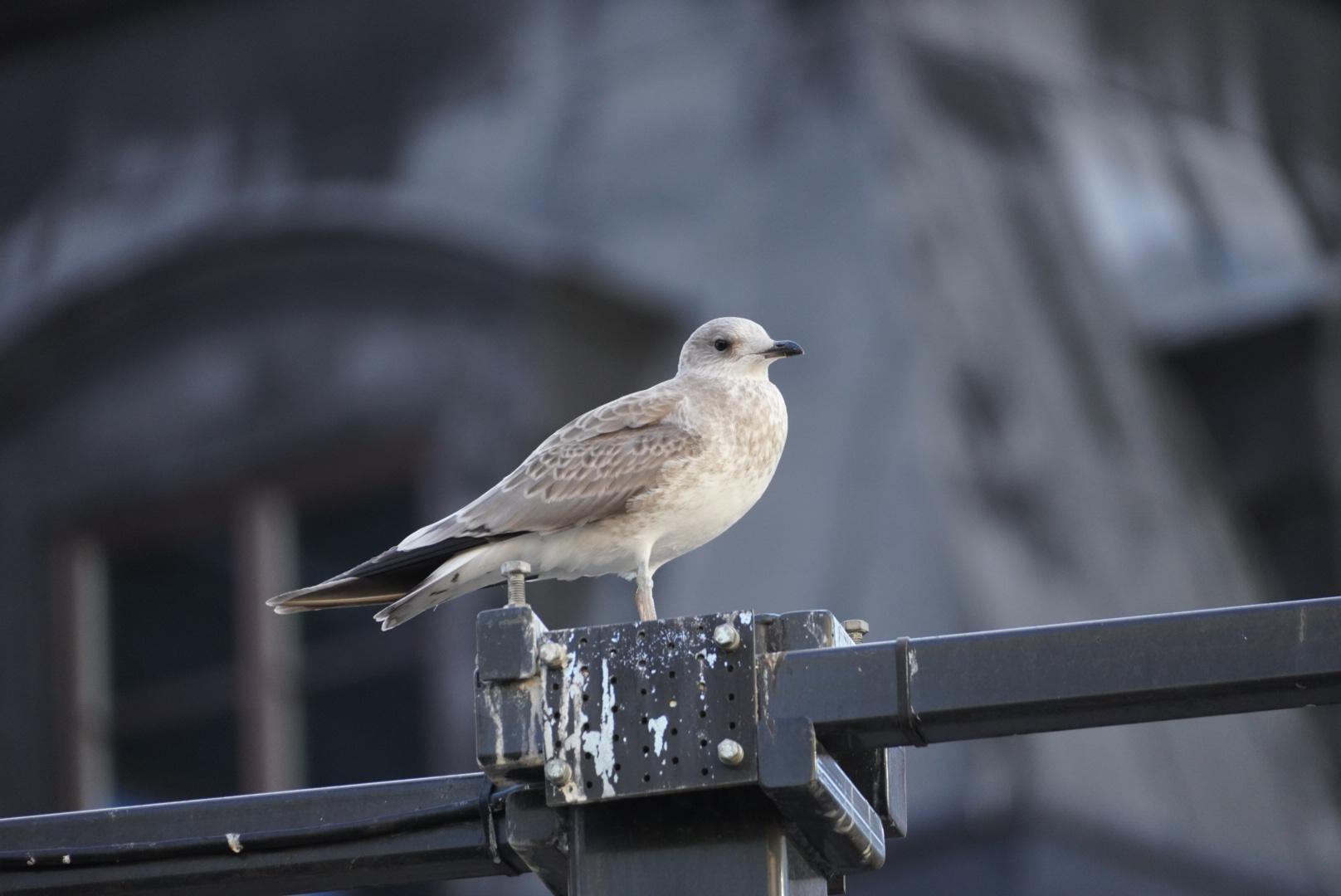 A young gull type bird on a pole