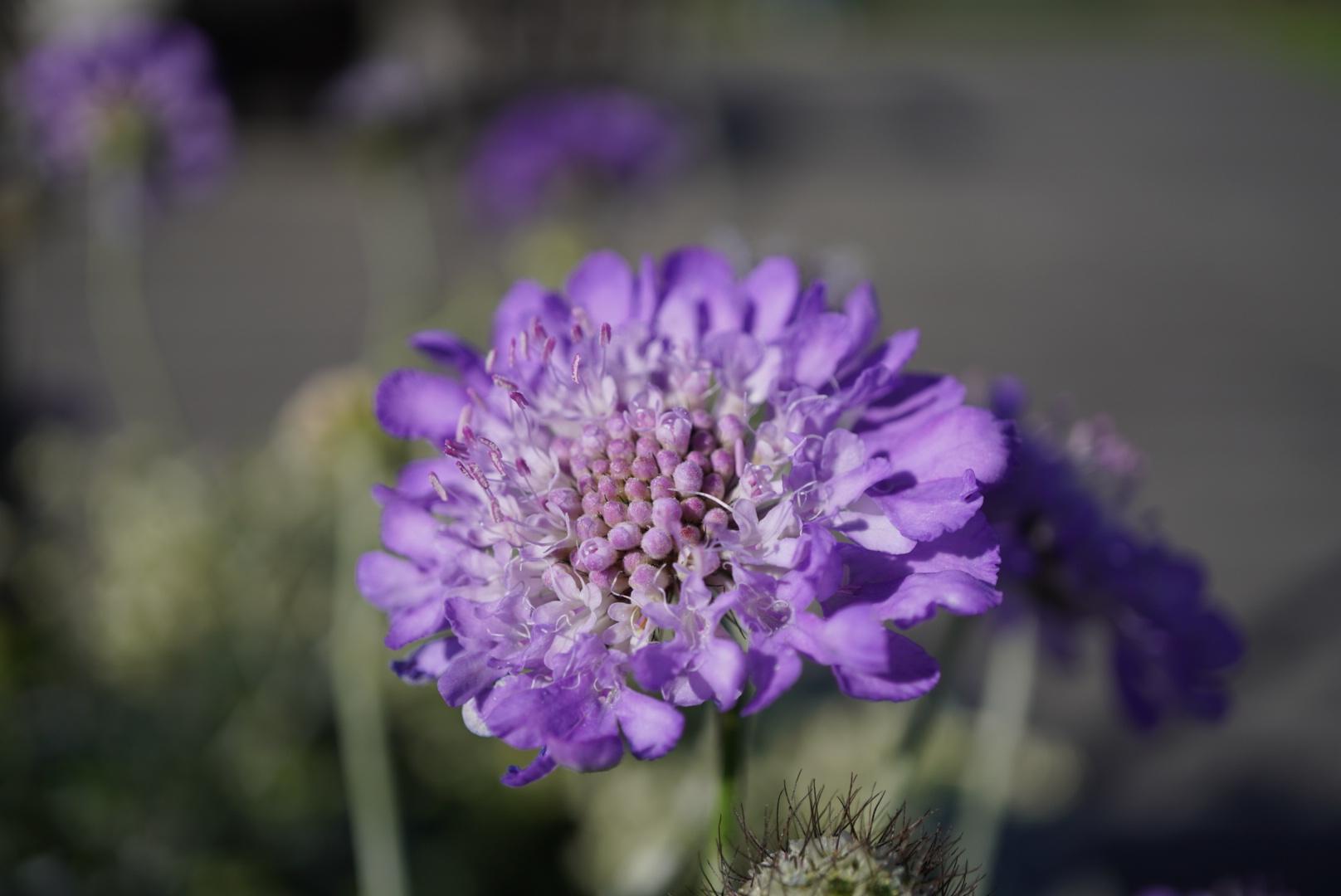 A small purple flower