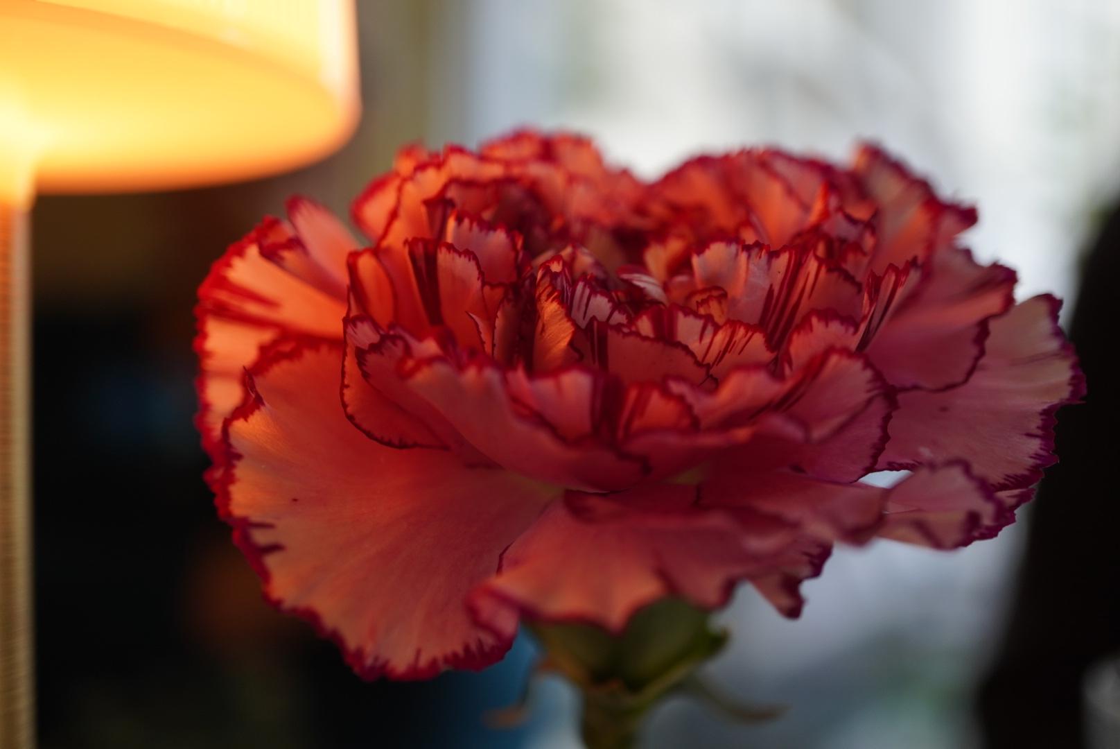 A red leaning pink flower under a yellow light