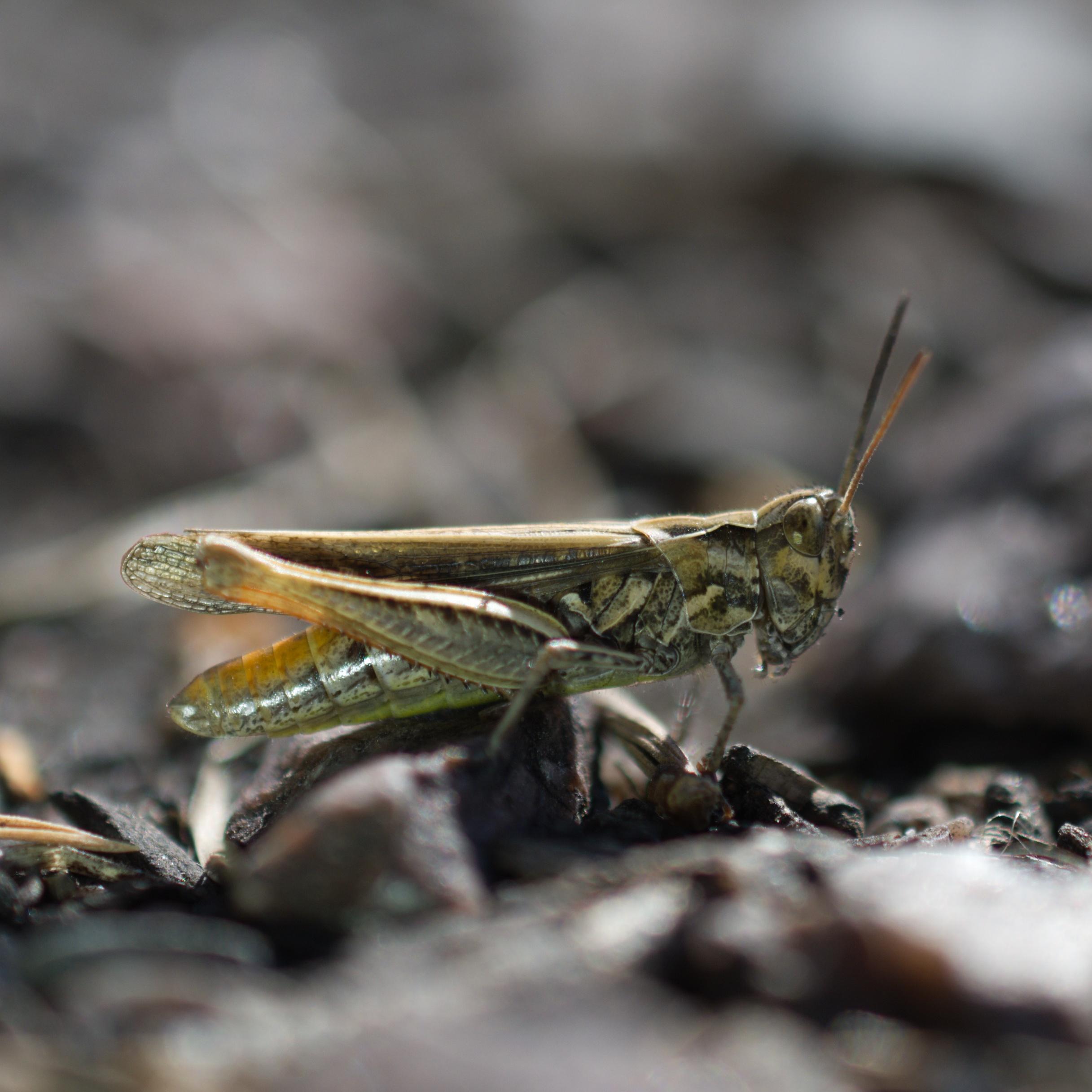 Closeup of a little grasshopper.