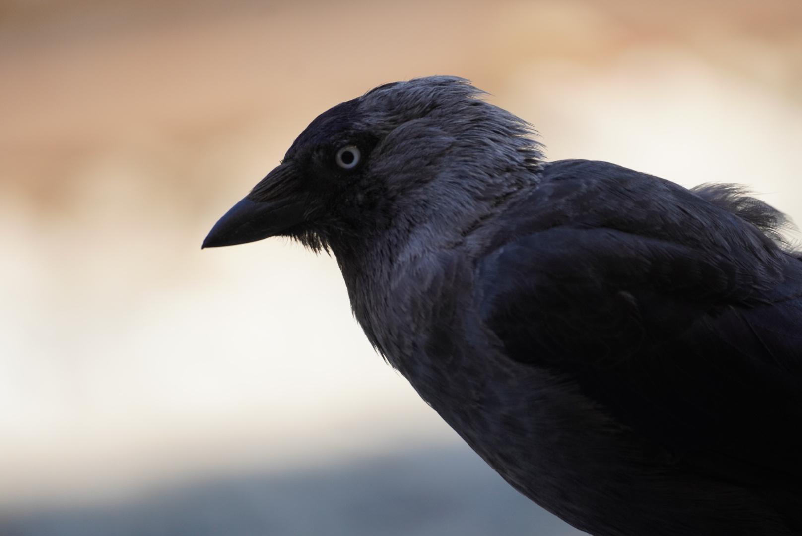 A small corvid. Taking up most of the screen. Looking very serious.