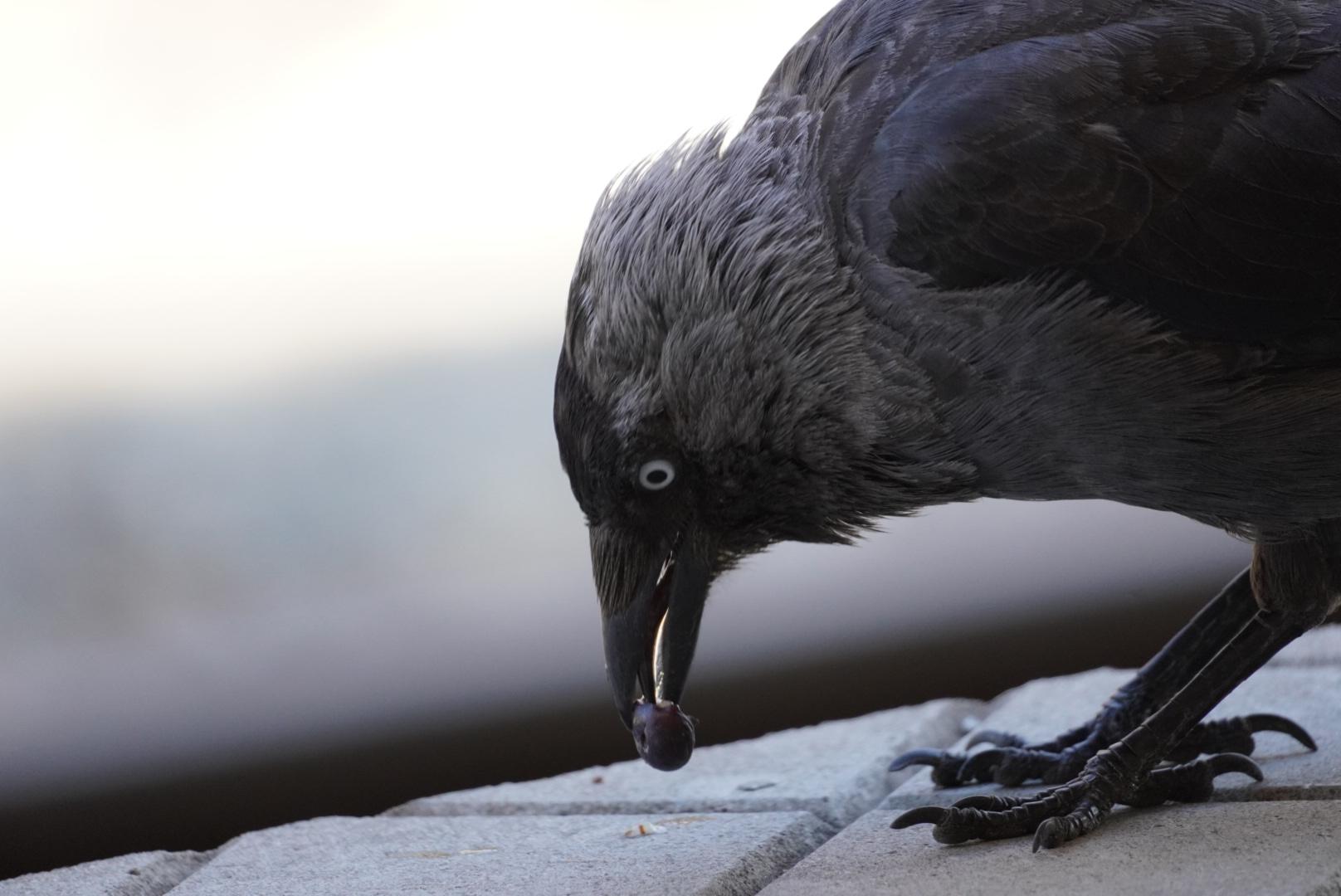 The corvid picks the beyrry up