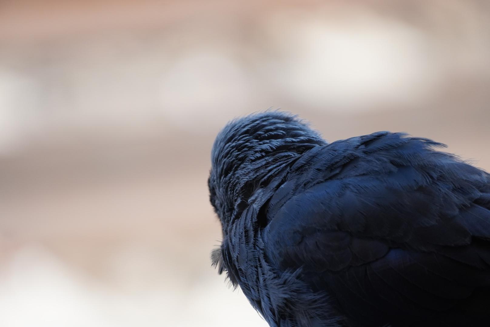 Small corvid. It is nost of the image. Looking away. "I'm done with the berry now"
