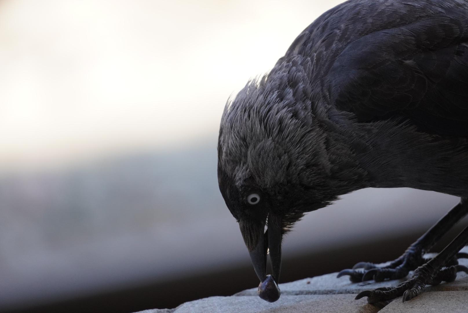 The small corvid now finds a berry