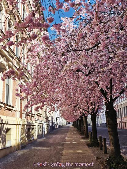 Das Foto wurde in Halle (Saale) aufgenommen und zeigt eine eindrucksvolle Szene zur Zeit der Kirschblüte.


Man sieht eine ruhige, gerade Straße, gesäumt von historischen Altbauten mit hellen und rötlich verzierten Fassaden. Auf der linken Straßenseite stehen dicht aneinandergereiht Zierkirschen, deren dunkle Stämme in regelmäßigen Abständen aus dem Boden ragen. Ihre Zweige sind schwer mit rosa Blüten bedeckt, die sich weit über den Gehweg und einen Teil der Straße neigen.


Die Blüten bilden ein üppiges, fast geschlossenes Dach aus zartem Rosa, das wie ein blumiger Vorhang über dem Weg liegt. Die Straße selbst ist leer, gepflastert, und führt in der Ferne in sanftes Licht. Zwischen den Bäumen und der Straße befinden sich einige Pfosten zur Abgrenzung.


Am unteren Bildrand steht in verspielter Schrift: „F.loki ~ Enjoy the moment“. Der Himmel darüber ist klar und blau – ein stiller, beinahe poetischer Frühlingsmoment.