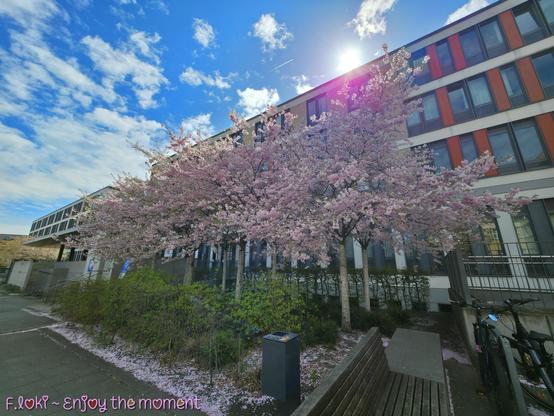 Das Foto zeigt die japanischen Kirschblüten an der Universitätsklinik Leipzig in voller Blüte.
Mehrere Zierkirschen stehen dicht nebeneinander und hüllen die Szene in ein Meer aus zarten, rosafarbenen Blüten. Die Zweige sind üppig behangen, als hätte der Frühling selbst Pinsel und Palette geschwungen. Auf dem Boden liegt bereits ein Teppich aus herabgefallenen Blütenblättern, wie ein rosa Schleier, der den Gehweg und das Beet säumt.

Im Hintergrund erhebt sich die moderne Fassade der Universitätsklinik Leipzig – ein mehrstöckiges Gebäude mit großen Fenstern, weißen Flächen und rostroten Akzenten. Die Sonne scheint hell über dem Dach, streut ihr Licht durch das Blütenmeer und zaubert einen Lichtschein ins Bild. Der Himmel darüber ist leuchtend blau, mit wenigen weißen Wolken – fast wie gemalt.

Im rechten Vordergrund steht eine Holzbank mit Betonfüßen, daneben lehnen zwei Fahrräder. Der Ort wirkt still, fast andächtig – wie eine Einladung, innezuhalten.

Unten links im Bild steht in verspielter, pink-lila Schrift:
„F.loki ~ enjoy the moment“ – eine poetische Signatur, die den Moment festhält, bevor die Blüten wieder fallen.