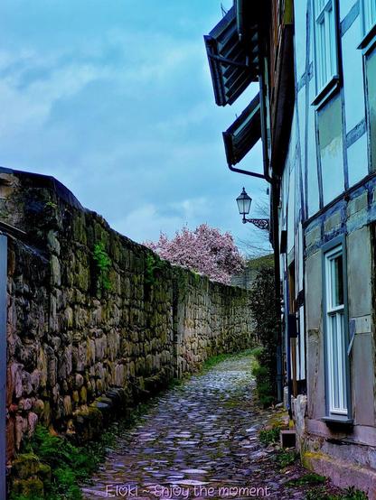 Das Foto zeigt eine verwinkelte, gepflasterte Gasse in Bad Sooden-Allendorf, aufgenommen im April 2024. Links säumt eine alte, von Moos durchzogene Natursteinmauer den Weg, rechts steht ein traditionelles Fachwerkhaus mit weißem Putz und dunklen Holzbalken. Am Ende der Gasse blüht ein prächtiger Magnolienbaum, dessen zartrosa Blüten wie ein leuchtendes Versprechen des Frühlings über die Mauer hinausragen. Eine nostalgische Straßenlaterne hängt an einem kunstvoll geschmiedeten Halter und betont den historischen Charakter der Szenerie. Der Himmel zeigt sich bedeckt in einem kühlen Blau-Grau, was die Farben der Blüten und der Steine noch intensiver wirken lässt. Unten im Bild ist der Schriftzug „Floki ~ Enjoy the moment“ dezent eingefügt.