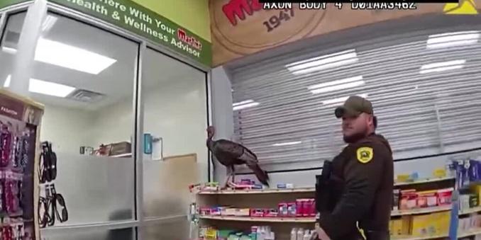 No harm, no fowl! Police detain a wild turkey inside grocery store
