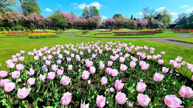 Spring flowers in a Glasgow Park.