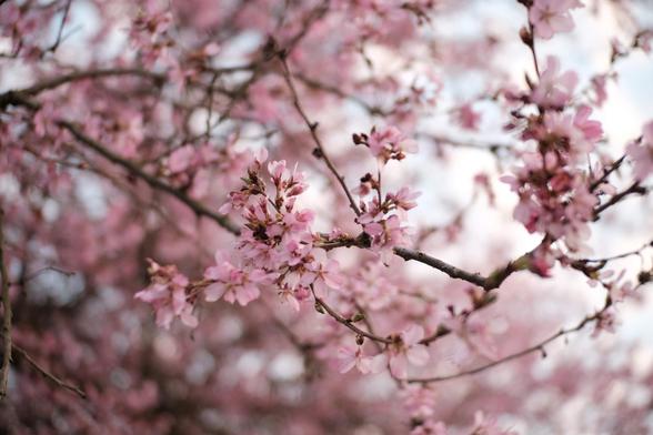 An image of some cherry blossoms in the early stages of bloom. The background bokeh is slightly swirled as well, this image was taken with a vintage lens.