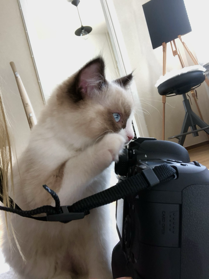 A ragdoll kitten looking into a DSLR.