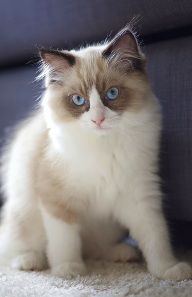 A ragdoll kitten with blue eyes strikes a pose next to the sofa. The light comes from the back.