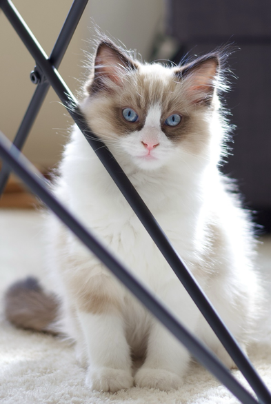 A ragdoll kitten with blue eyes strikes a pose and is sitting behind two black rods. The light comes from the back.