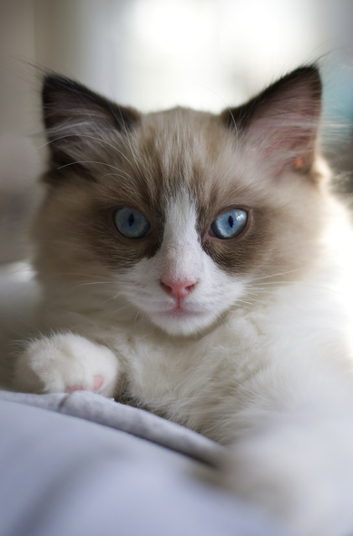 A ragdoll kitten with blue eyes laying on someone and putting one of his paws forward. He looks straight at the camera.