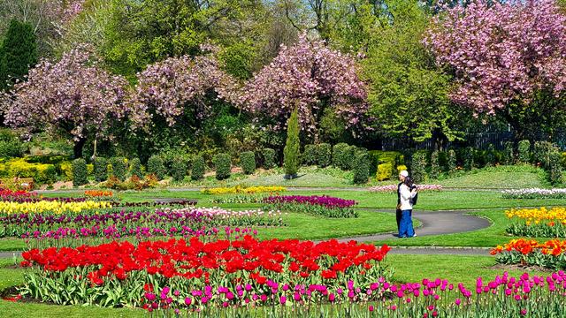 Tulips and cherry blossoms in a Glasgow park.