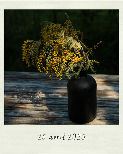 une branche de mimosa dans un vase noir sur une table en bois, un rayon de soleil éclaire le bas de la branche