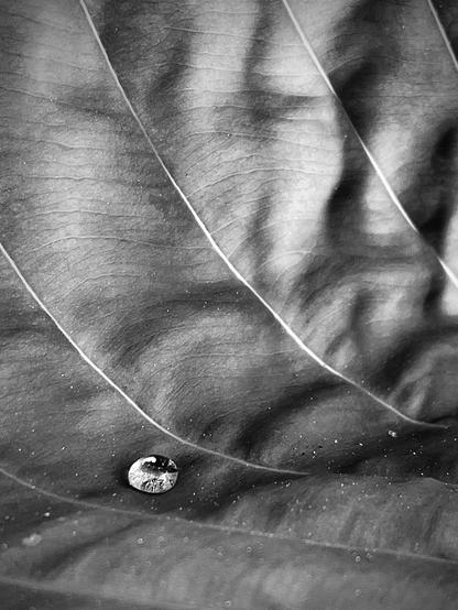 The black and white photograph shows a fragment of a leaf with one tiny drop of water. The leaf is a metaphor for an Earth completely devoid of water, showing its cracked surface, thirsty, abandoned. 
There is no water, no light, no trace of green life; only the fragile remains of what once lived.
It is a picture of climate change and the last moments of a once-living world.