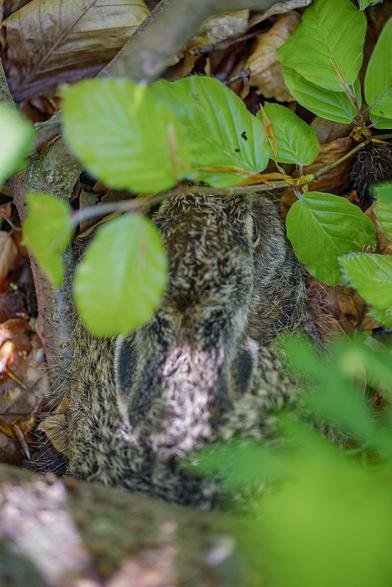 A young rabbit photographed from above. It is hiding on the ground between twigs and leaves, making itself as flat as possible, with ears tightly pressed on its back. The colour of its fur makes it hard to see the rabbit, because it blends in with the light shining through the trees.