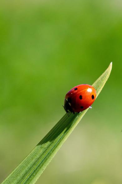 A close-up of a red ladybug with black spots resting on a green leaf, with a blurred green background.