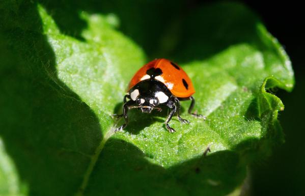 A close-up of a ladybug with a reddish-orange body and black spots, perched on a green leaf. The background features soft, blurred foliage, highlighting the insect.