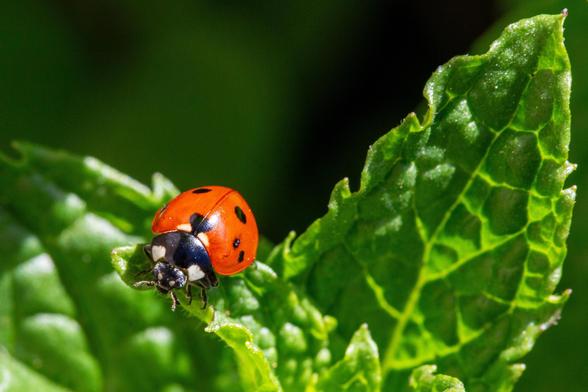 A close-up image of a ladybug sitting on a green mint leaf, showcasing its bright red body with black spots and a detailed texture of the leaf.