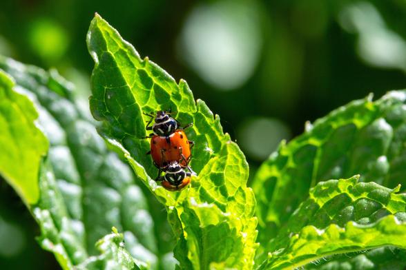 Two ladybugs are seen mating on a green mint leaf, with vibrant light highlighting their orange and black markings.