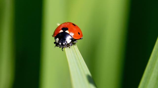 A close-up of a ladybug resting on a green blade of grass with a blurred green background.