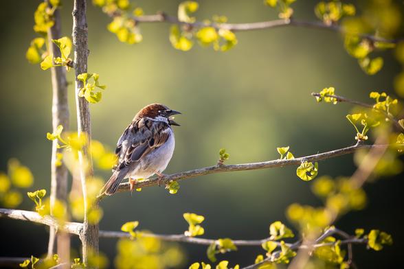 A small brown and white sparrow sits on a thin branch. Fresh yellow-green leaves grow around it. The background is soft and green. The bird is singing.