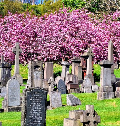 Gravestones against a backdrop of flowering cherry trees.