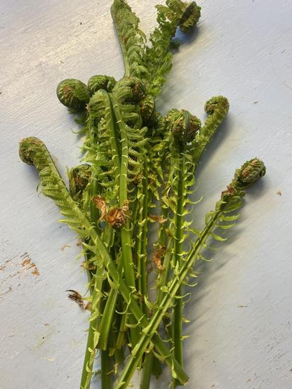 Unge, grønne blad av bregner liggende på blå bordplate