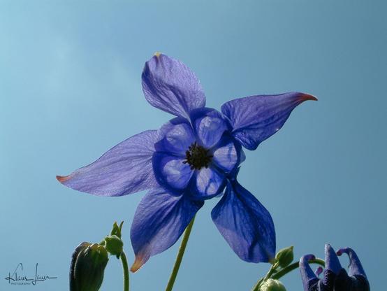 Das Foto zeigt die blaue Blüte einer Akelei gegen einen blauen Himmel. Die Sonne scheint von schräg hinten auf die Blüte und lässt das innere erleuchten.