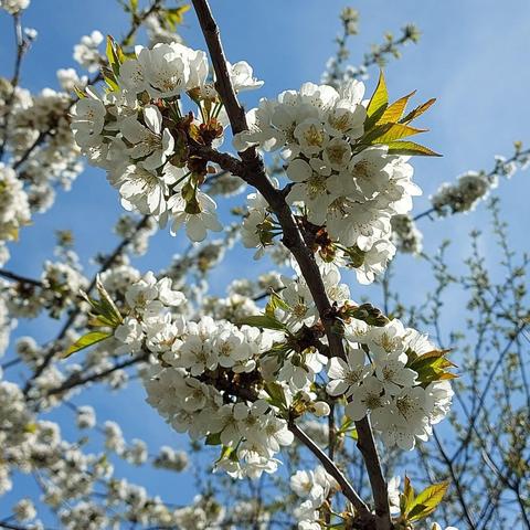 Blossom