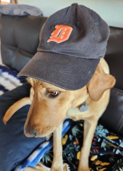 Golden lab sitting on a black sofa wearing her Detroit Tigers navy with an orange emblem baseball cap at a jaunty angle. She is intently watching the game.