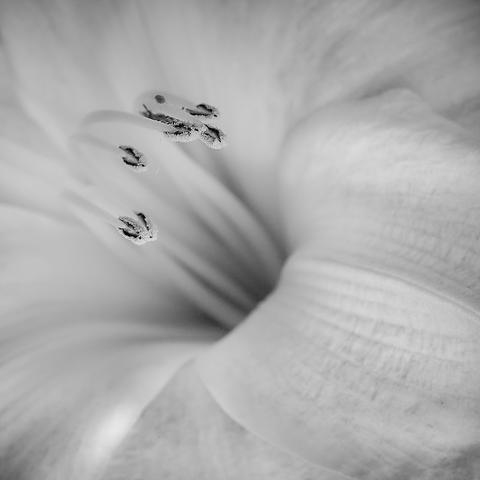 Das Innere einer Lilienblüte. Man sieht deutlich die Pollenträger. Das Foto ist in Schwarzwei0.