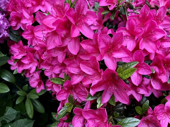 Many bright magenta star-shaped flowers, clustered tightly together on a healthy green bush.