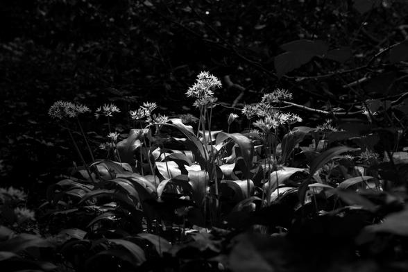 Monochrome, high contrast photo of a patch of what I'm guessing is wild garlic in a patch of sun. Slim stems rise from long broad leaves up to clusters of spiky white flowers that catch the one bit of light that's filtered through trees and stand out against the darkness.