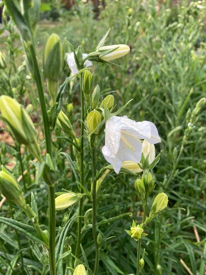 Rain drops on a white campanula flower in a garden bed of green foliage.