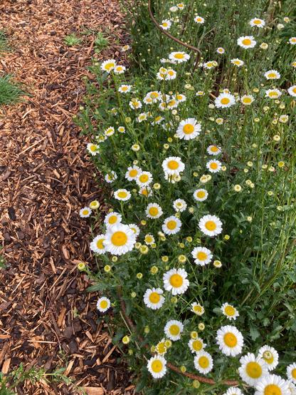 Daisies flowering beside a curved wood chip pathway in a garden.