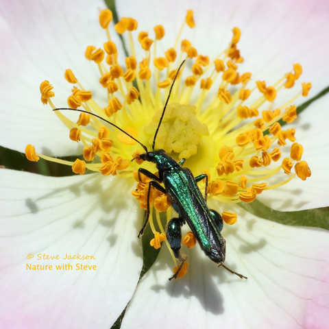 Photo of a male Thick-legged Flower Beetle (Oedemera nobilis) amongst the cluster of golden-yellow anthers in the centre of a Dog Rose flower. The Beetle, which is mostly a shiny dark green in colour but with black eyes and (long) black antennae, has very large femora on his hind legs.
