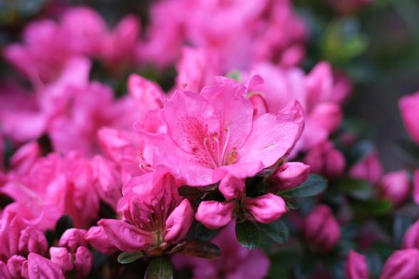 Pink azalea flowers.