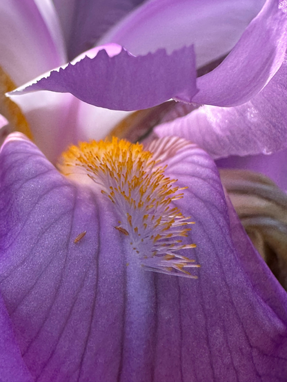 A close up of a purple bearded iris with tiny yellow tipped stamens.