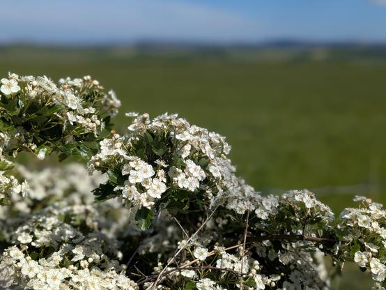 Colour of a Hawthorn hedge with white blossom. In the background is a Greenfield and some blue sky both blurred and out of focus.